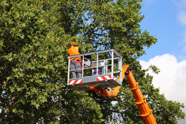 Trusted Fountain Hill, PA Tree Care  Experts